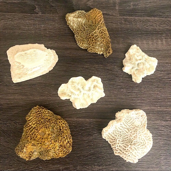 Coral Natural (lot of 6) for Decor, Gilded 🌵 🏺 - Picture 2 of 8